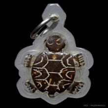 เต่ากะลา หลวงตาเบียน วัดสังฆราชาวาส สิงห์บุรี