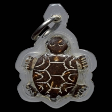 เต่ากะลา หลวงตาเบียน วัดสังฆราชาวาส สิงห์บุรี