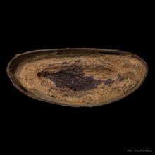 พระพุทธรูปสมัยเชียงแสนสิงห์3