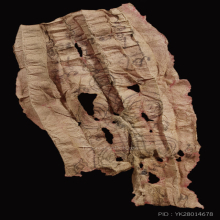 หมากทุย หลวงปู่เอี่ยม วัดหนัง พร้อมตลับทองฝังเพชรแท้ 