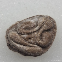 พระปิดตาหลวงปู่โต๊ะ ออกวัดศาลาครืน พิมพ์เล็ก