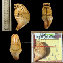 เสือหลวงพ่อสาย วัดคลองด่าน จ.สมุทรปราการ ราวปี2470-2495 