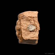 เม่นเล็ก หลวงพ่อปาน วัดบางนมโค