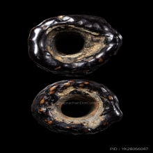 +บัตรสมาคม ตะกรุดจันทร์เพ็ญ หลวงปู่ศุข วัดปากคลองมะขามเฒ่า