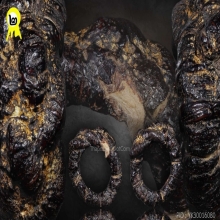 แหวนพิรอดหลวงพ่อม่วง วัดบ้านทวน ดีกรี2แชมป์สมาคม+บัตรสมาคม