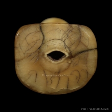 เสือหลวงพ่อปาน วัดบางเหี้ย ศิลป์พิเศษ