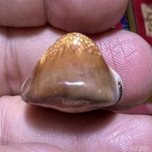 เบี้ยแก้ สายอ่างทอง เก่ามาก นิยมหายาก