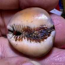 เบี้ยแก้ สายอ่างทอง เก่ามาก นิยมหายาก