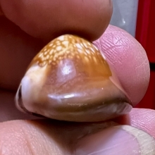 เบี้ยแก้ สายอ่างทอง เก่ามาก นิยมหายาก