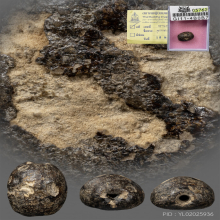 ลูกสะกดเก่า 