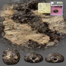 ลูกสะกดเก่า 