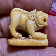 เสือปู่เฮง เขาดิน งาแกะตัวใหญ่ สวยมากแห้งสมบูรณ์ 