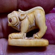 เสือปู่เฮง เขาดิน งาแกะตัวใหญ่ สวยมากแห้งสมบูรณ์ 