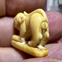 เสือปู่เฮง เขาดิน งาแกะตัวใหญ่ สวยมากแห้งสมบูรณ์ 