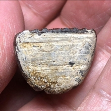 พระปิดตาไม้โพธิ์แกะ หลวงปู่รอด วัดโคนอน