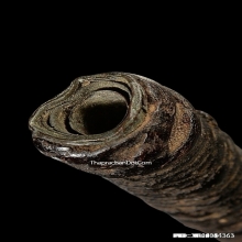 ตะกรุดหลวงพ่อปาน วัดคลองด่าน จ.สมุทรปราการ ยุคต้น