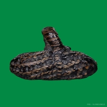 ตะกรุดอาจารย์แน่น  หนังหน้าผากเสือ(ฝักถั่ว) 