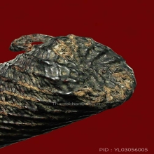 ตะกรุดไม้ครู ลพ.ทา วัดพะเนียงแตก ( ดอกที่ 2 )