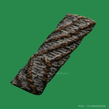  ตะกรุดสาริกา จันทร์เพ็ญ หลวงปู่ศุข วัดปากคลองมะขามเฒ่า  