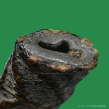  ตะกรุดสาริกา จันทร์เพ็ญ หลวงปู่ศุข วัดปากคลองมะขามเฒ่า  