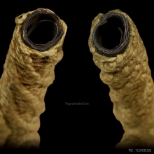 ตะกรุดโทนหลวงพ่อสุด วัดกาหลง ยุคต้น 5 นิ้ว