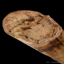 งาขนายกำจาย