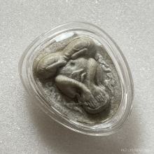 พระปิดตากนกข้างหลวงปู่โต๊ะ  เนื้อผงเกสร พ.ศ. 2522