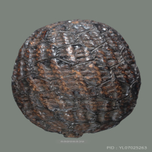 เบี้ยแก้ หลวงปู่รอด วัดนายโรง