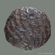 เบี้ยแก้ หลวงปู่รอด วัดนายโรง