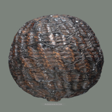 เบี้ยแก้ หลวงปู่รอด วัดนายโรง