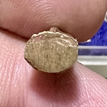 พระชัยวัฒน์ปั๊มจิ๋ว ลพ.พระใส วัดโพธิ์ชัย หนองคาย2512 สวยมาก