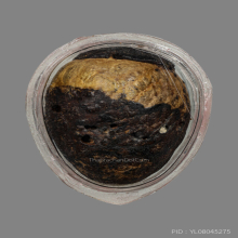 หมากทุยหลวงปู่เอี่ยม วัดหนัง กทม พร้อมบัตรรับรอง1ใบ