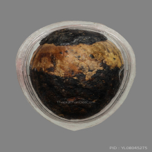 หมากทุยหลวงปู่เอี่ยม วัดหนัง กทม พร้อมบัตรรับรอง1ใบ