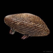 เบี้ยแก้หลวงปู่บุญวัดกลางบางแก้ว