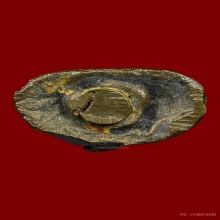 พระชัยพิมพ์ป้อมใหญ่ หลวงปู่ บุญวัดกลางบางแก้วจังหวัดนครปฐม