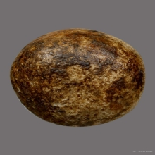 ลูกอมหลวงพ่อปาน