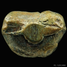 พระปิดตาหลังยันต์นอน หลวงพ่อดิษฐ์ วัดปากสระ พัทลุง