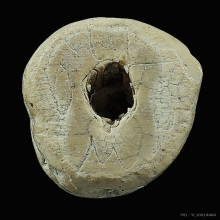 เสือหลวงพ่อสาย วัดบางเหี้ย สมุทรปราการ