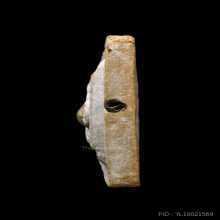 กลีบบัวใหญ่ หลวงปู่โต๊ะ วัดประดู่ฉืมพลี