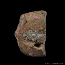 พระหลวงพ่อปาน วัดบางนมโค เม่นเล็ก