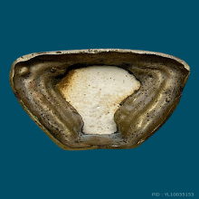 กุมารหลวงพ่อแกละ วัดลำลูกบัว มือยาว