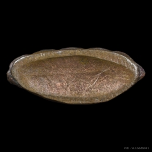 พระกริ่งหลัง 