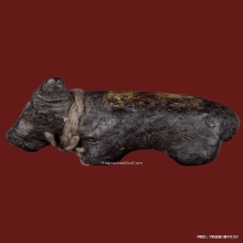 วัวธนู ครูบาคำแสน รุ่น 1 วัวธนูยอดนิยมอันดับ1ล้านนา