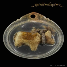 วัวธนู สายใต้ อาจารย์ชุมไชยคีรี สำนัก เขาอ้อ