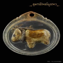 วัวธนู สายใต้ อาจารย์ชุมไชยคีรี สำนัก เขาอ้อ