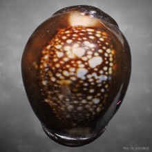 เบี้ยแก้หลวงพ่อเกษม เขมโก ปี2538 พร้อมกล่อง