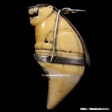 เขี้ยวเสือหลวงพ่อนก วัดสังกะสี ยุคต้นเก่ามาก