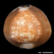 เบี้ยแก้ หลวงพ่อคำ วัดโพธิ์ปล้ำ อำเภอวิเศษชัยชาญ