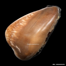 เบี้ยแก้ หลวงพ่อคำ วัดโพธิ์ปล้ำ อำเภอวิเศษชัยชาญ