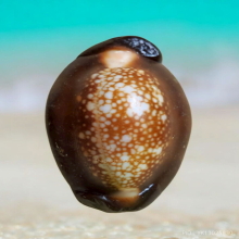 เบี้ยแก้ หลวงพ่อเกษม เขมโก รุ่นสุริยุปราคา ปี 38